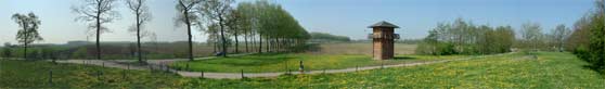 Spring has turned the Limes into a sea of dandelions.