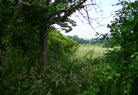 The NE edge of the Roman fort, looking N.