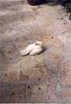 One chook crossed the road..