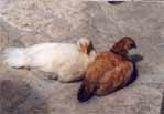 Two chook's wildlife!