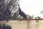 New Archeon wildlife - a peacock!