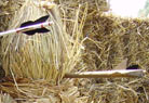 Target practise on a straw Celt - a bolt from the ballista in the throat.