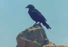 The real Lords of Masada - the crows, ever present despite the strong winds.